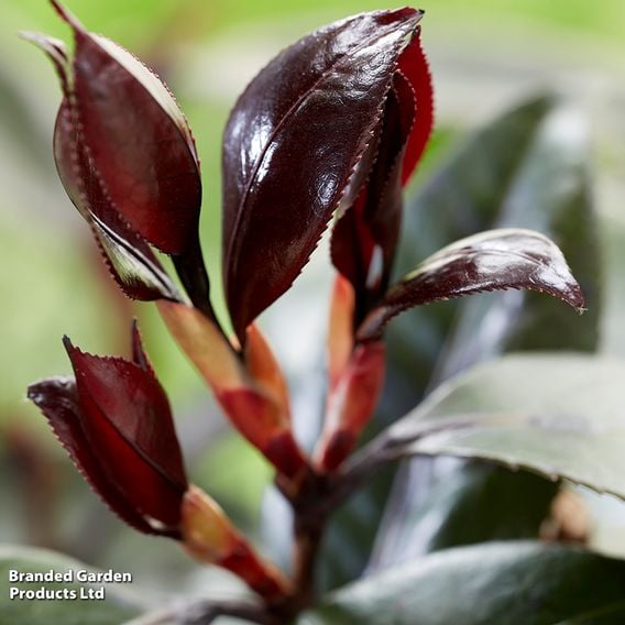 Camellia japonica 'Femme Fatale'
