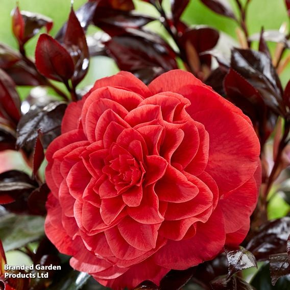 Camellia japonica 'Femme Fatale'