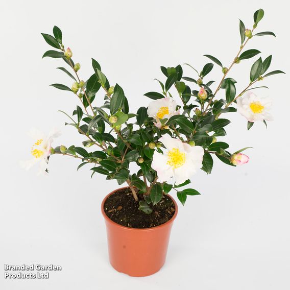 Camellia sasanqua 'Hino De Gumo'