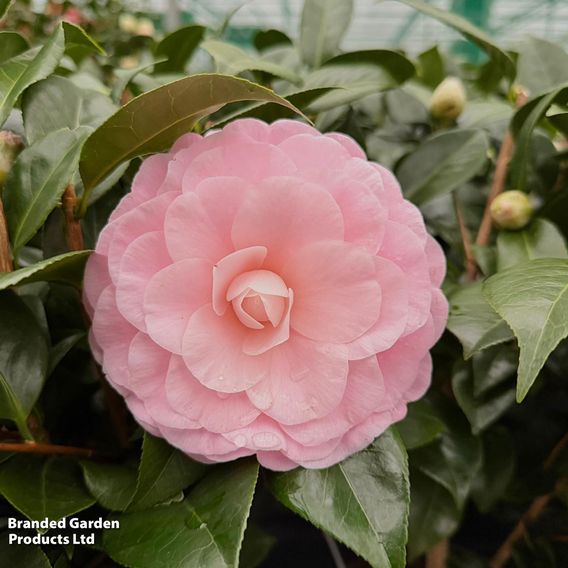 Camellia japonica 'Nuccio's Cameo'