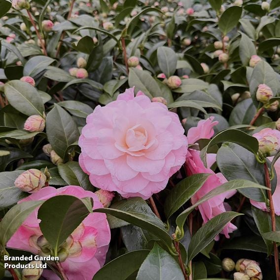 Camellia japonica 'Nuccio's Cameo'