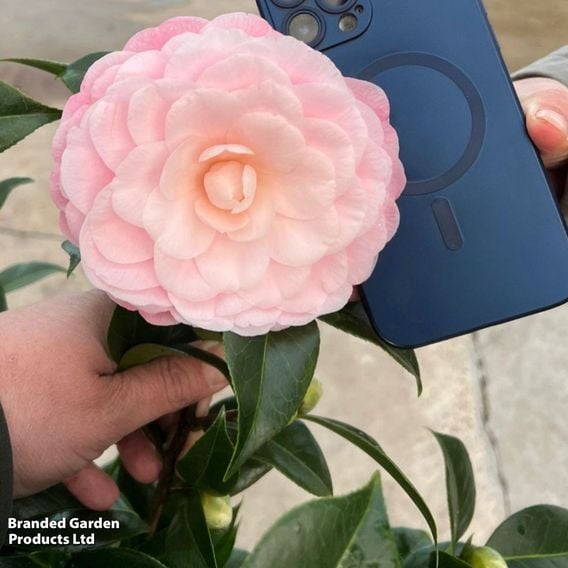 Camellia japonica 'Nuccio's Cameo'