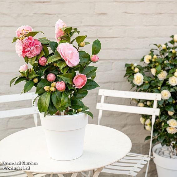 Camellia japonica 'Nuccio's Cameo'