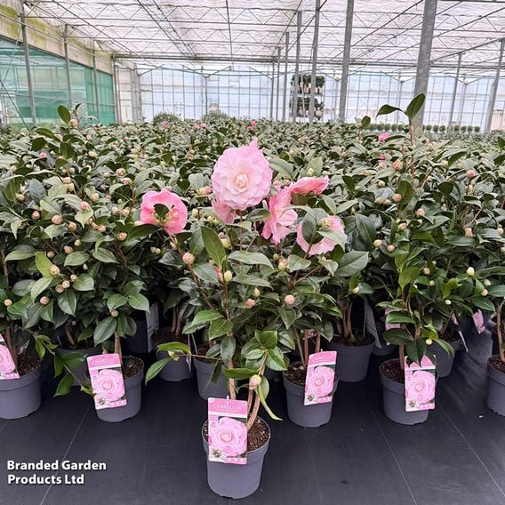 Camellia japonica 'Nuccio's Cameo'