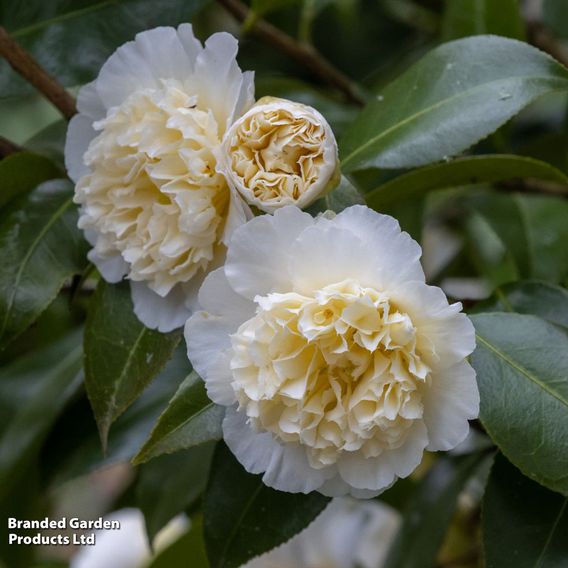 Camellia japonica Jury's Yellow