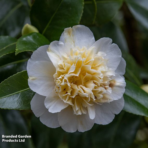 Camellia japonica Jury's Yellow
