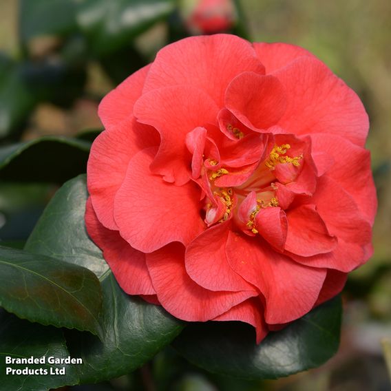 Camellia japonica 'Lady Campbell'