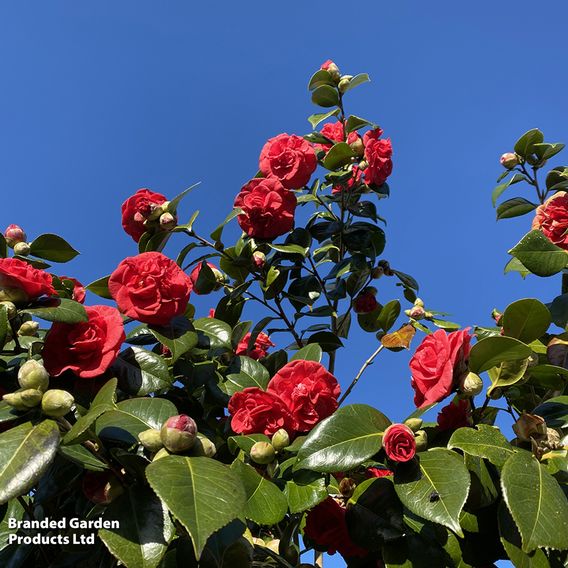 Camellia japonica 'Lady Campbell'