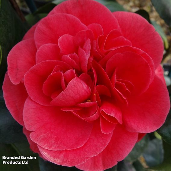 Camellia japonica 'Lady Campbell'