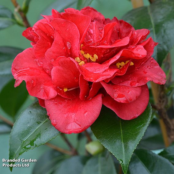Camellia reticulata 'Mary Williams'