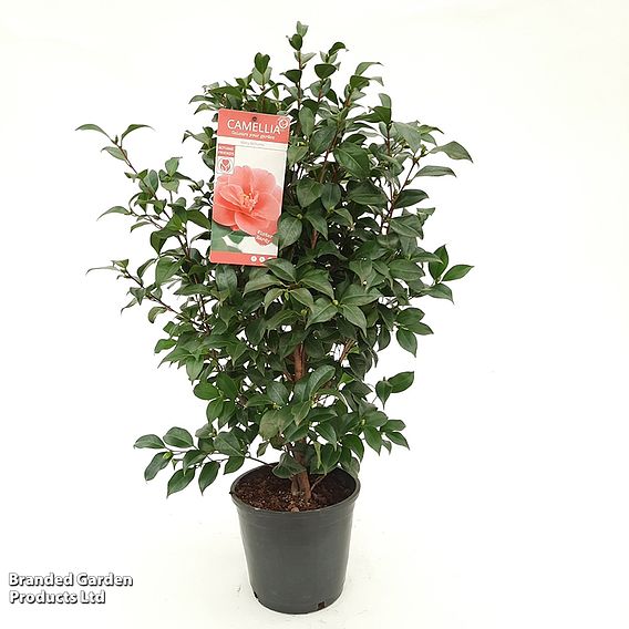 Camellia reticulata 'Mary Williams'