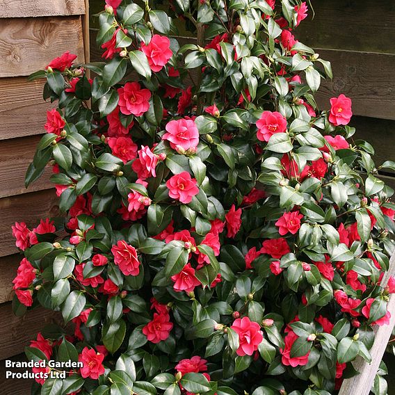 Camellia reticulata 'Mary Williams'