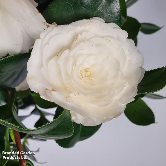 Camellia japonica 'Matterhorn'