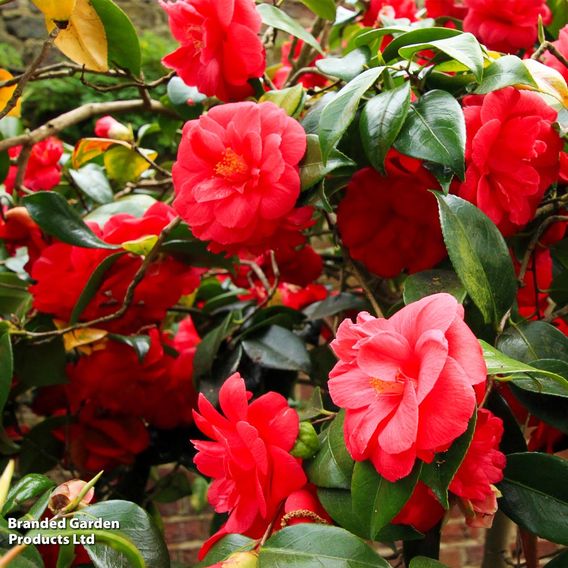 Camellia x williamsii 'Ruby Wedding'
