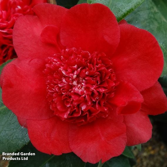 Camellia x williamsii 'Ruby Wedding'