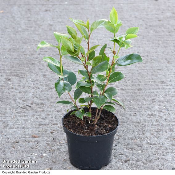 Camellia 'Tricolour'