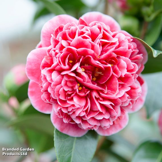 Camellia japonica 'Volunteer'