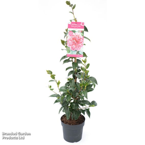 Camellia japonica 'Volunteer'