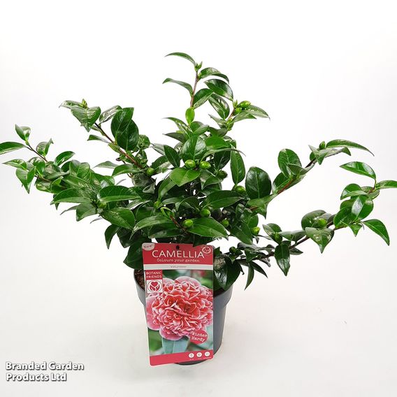 Camellia japonica 'Volunteer'