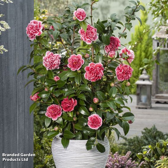 Camellia japonica 'Volunteer'