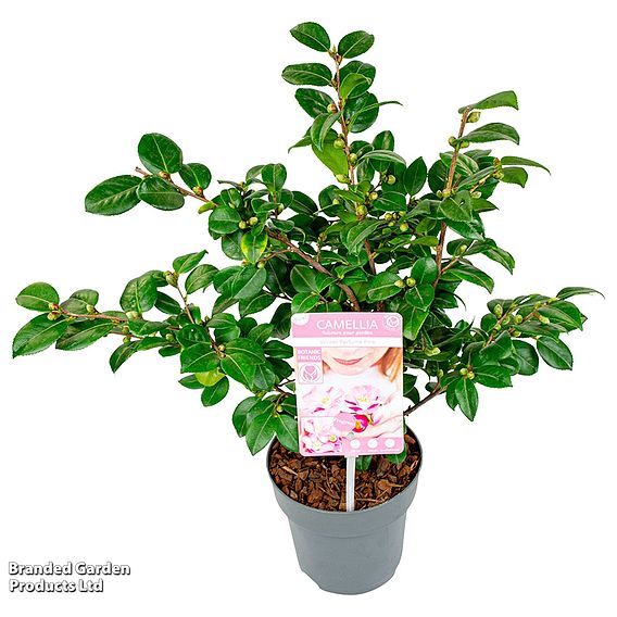 Camellia japonica 'Winter Perfume Pink'