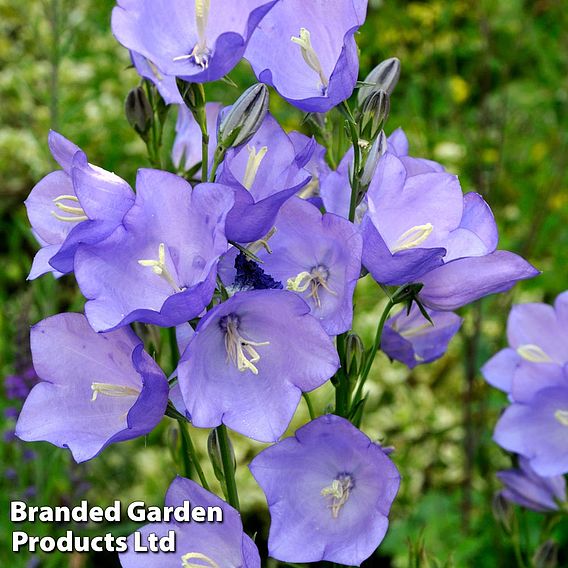 Campanula medium 'Blue'