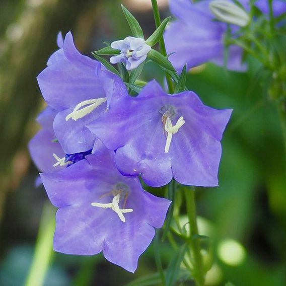 Campanula persicifolia 'Blue Bell'