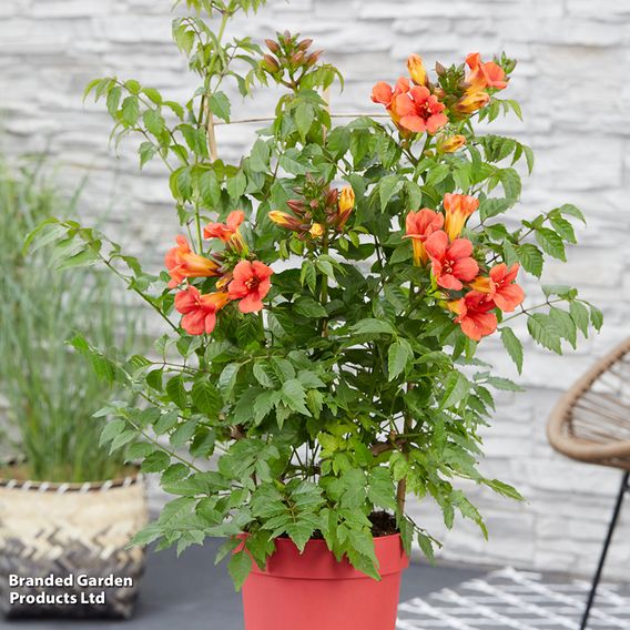 Campsis x tagliabuana 'Summer Jazz Fire Trumpet'