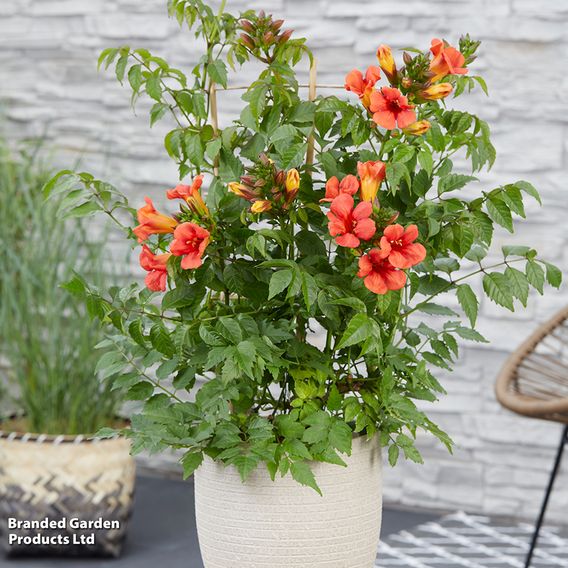Campsis x tagliabuana 'Summer Jazz Fire Trumpet'