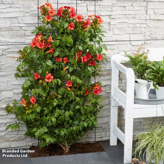 Campsis x tagliabuana 'Summer Jazz Fire Trumpet'
