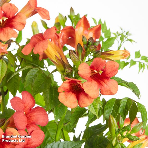 Campsis x tagliabuana 'Summer Jazz Fire Trumpet'