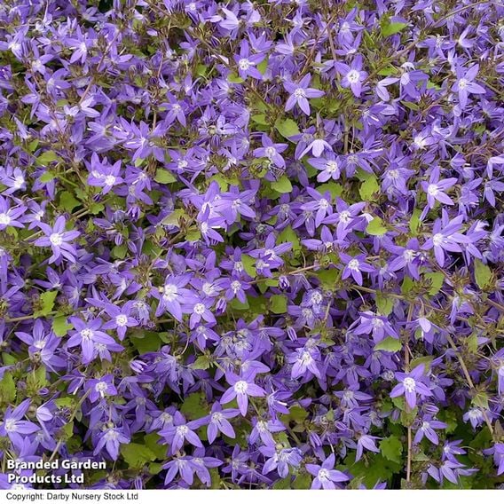 Campanula poscharskyana 'Garden Star'