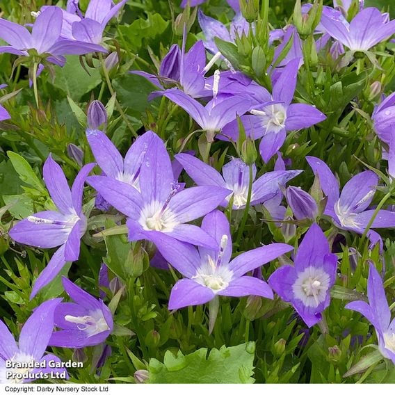 Campanula poscharskyana 'Garden Star'