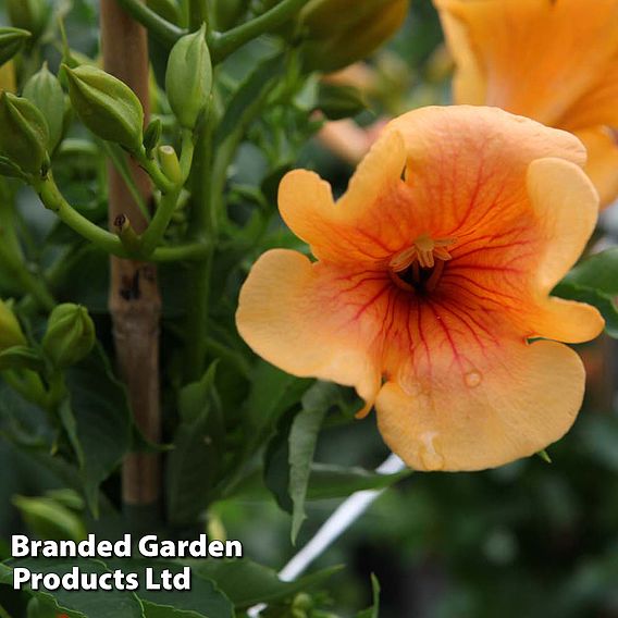 Campsis x tagliabuana 'Indian Summer'