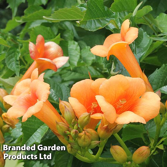 Campsis x tagliabuana 'Indian Summer'