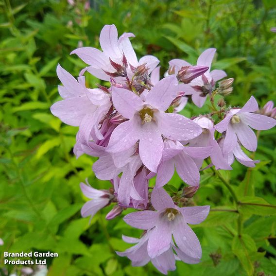Campanula lactiflora 'Loddon Anna'