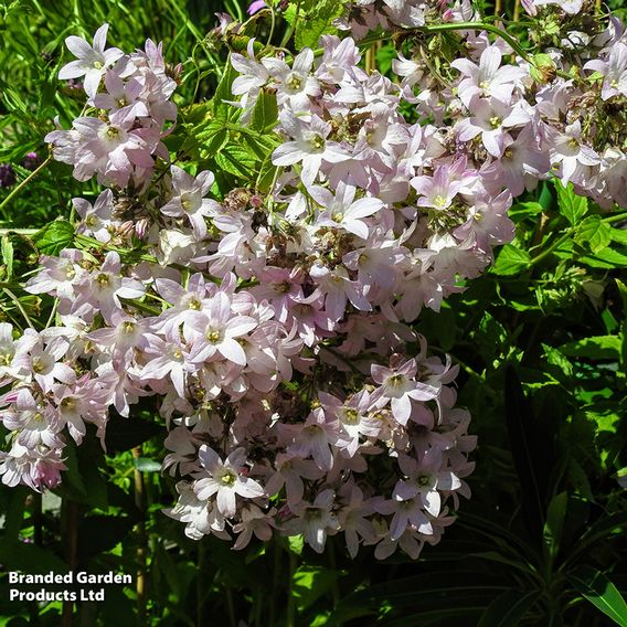 Campanula lactiflora 'Loddon Anna'