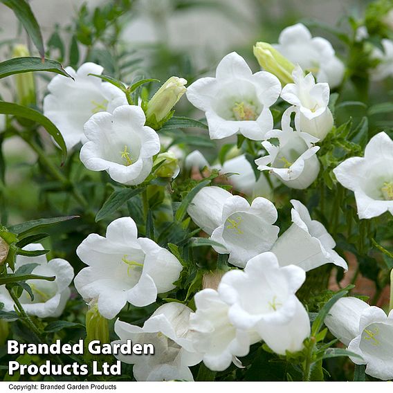 Campanula persicifolia var. alba