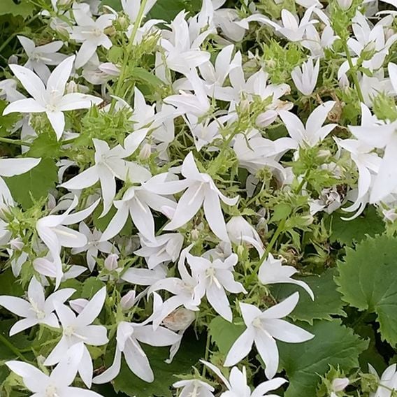 Campanula poscharskyana 'Silver Rain'