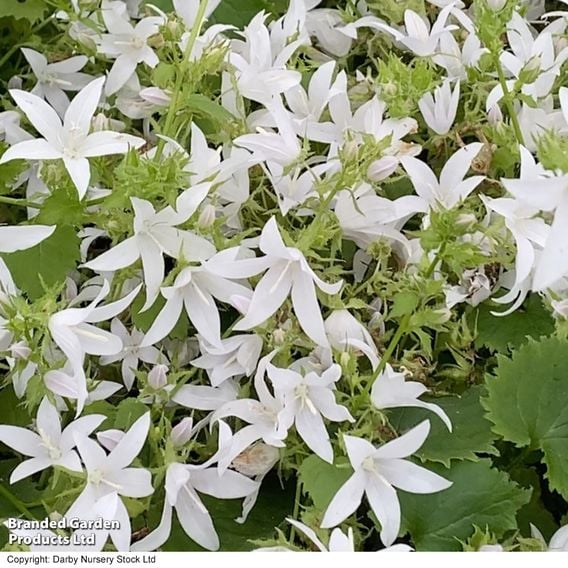 Campanula poscharskyana 'Silver Rain'