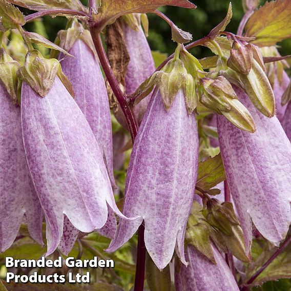 Campanula takesimana
