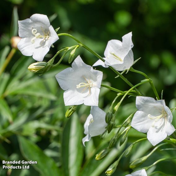 Campanula rotundifolia 'White Gem'