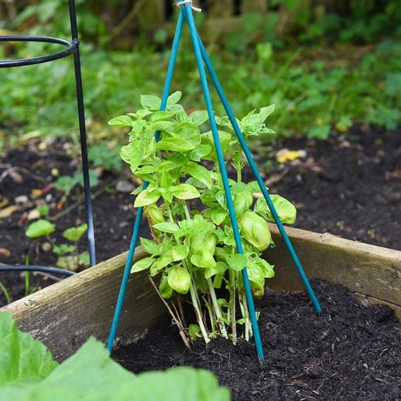 Garden Gear - Plant Canes
