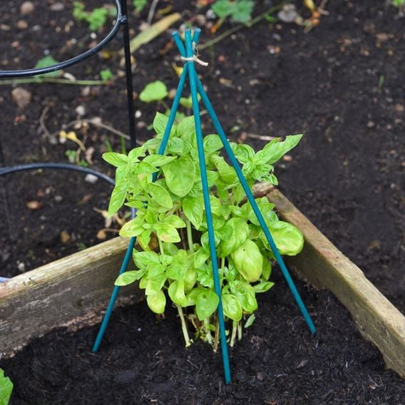Garden Gear - Plant Canes