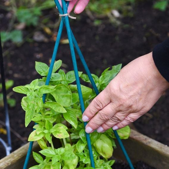 Garden Gear - Plant Canes