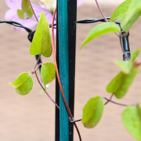 Garden Gear - Plant Canes