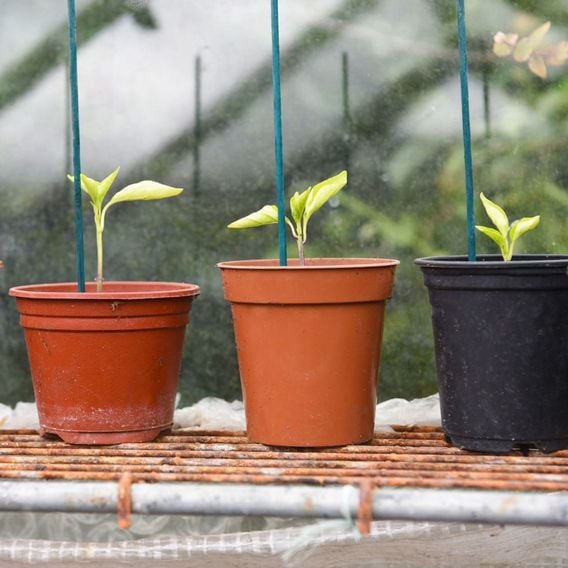 Garden Gear - Plant Canes
