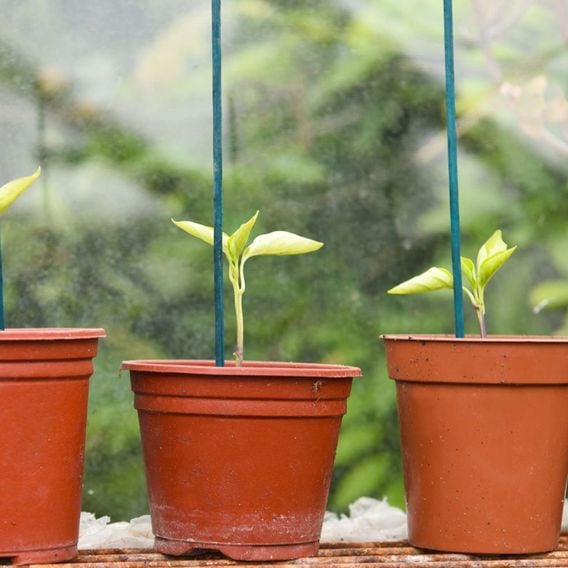 Garden Gear - Plant Canes