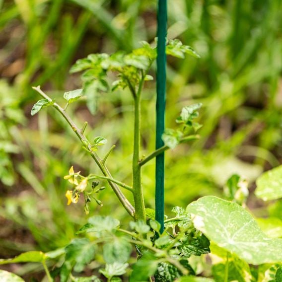 Garden Gear - Plant Canes