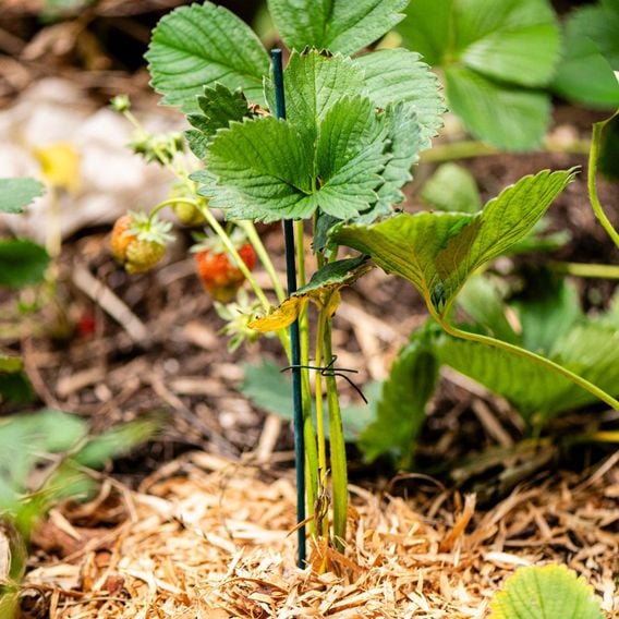 Garden Gear - Plant Canes